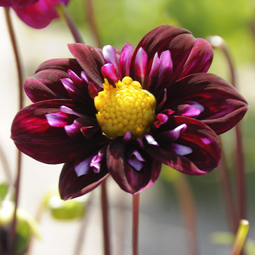Dahlia Fantastico - for Sale Dahlia Fantastico