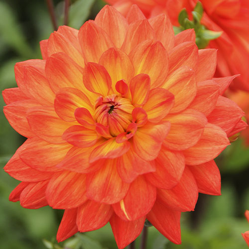 Dahlia Fiesta - for Sale Dahlia Fiesta