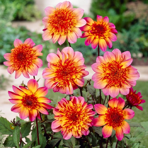 Dahlia Floorinoor - for Sale Dahlia Floorinoor