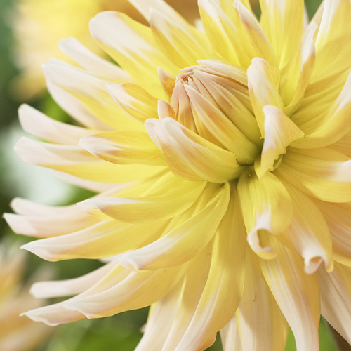Dahlia Floyds - for Sale Dahlia Floyds