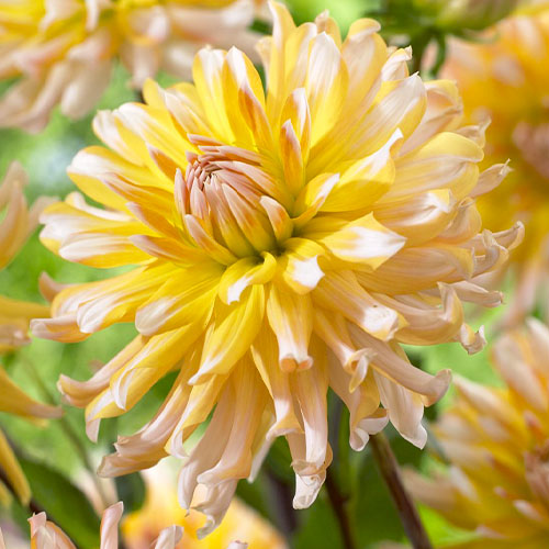 Dahlia Floyds - for Sale Dahlia Floyds