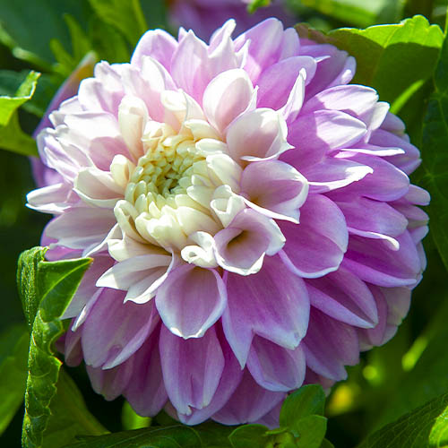 Dahlia Fluffles - for Sale Dahlia Fluffles