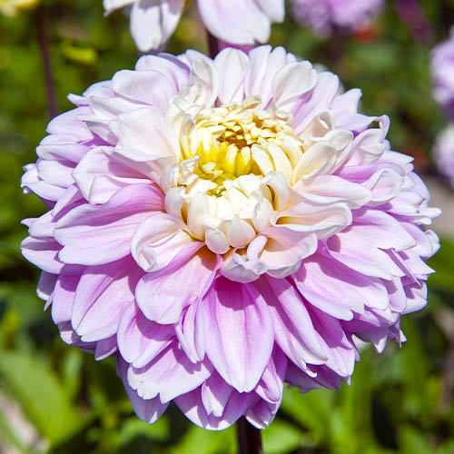 Dahlia Fluffles - for Sale Dahlia Fluffles