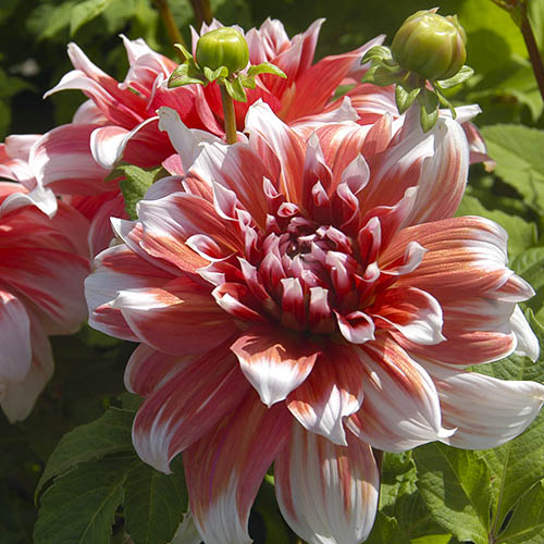 Dahlia Frost Nip - for Sale Dahlia Frost Nip