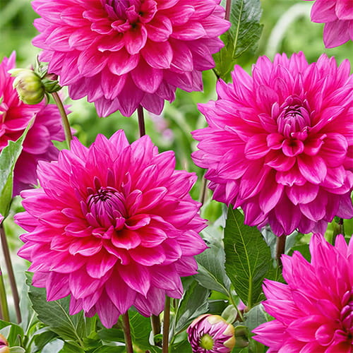 Dahlia Fuchsia Charm - for Sale Dahlia Fuchsia Charm