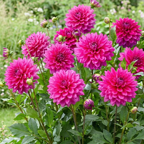 Dahlia Fuchsia Charm - for Sale Dahlia Fuchsia Charm