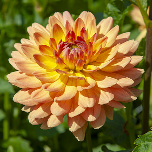 Dahlia Fur Elise - for Sale Dahlia Fur Elise