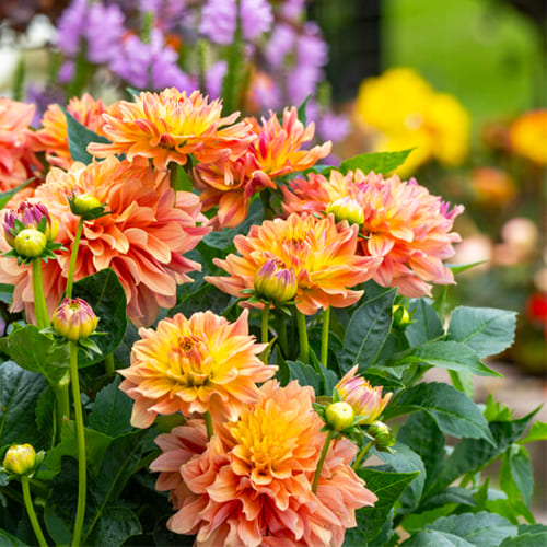 Dahlia Garden Desire - for Sale Dahlia Garden Desire
