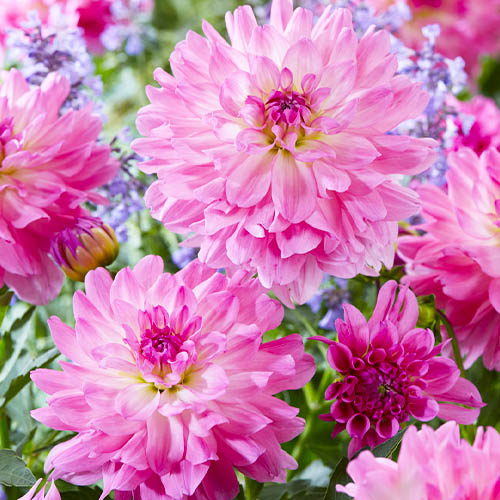 Dahlia Garden Sensation - for Sale Dahlia Garden Sensation