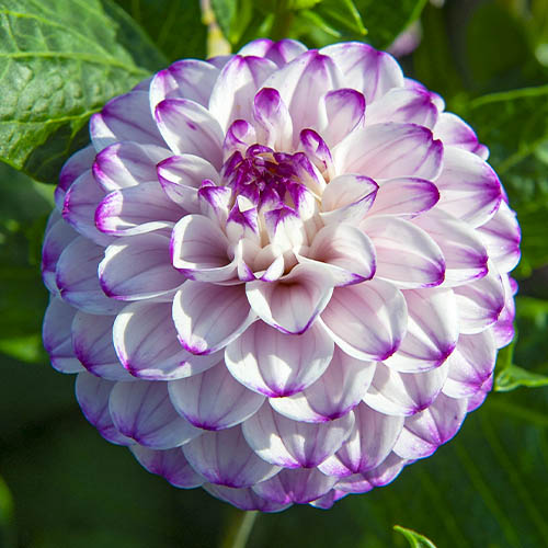 Dahlia Genova - for Sale Dahlia Genova