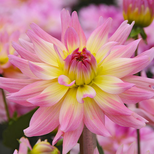 Dalia (Dahlia) Gipsy - for Sale Dalia (Dahlia) Gipsy