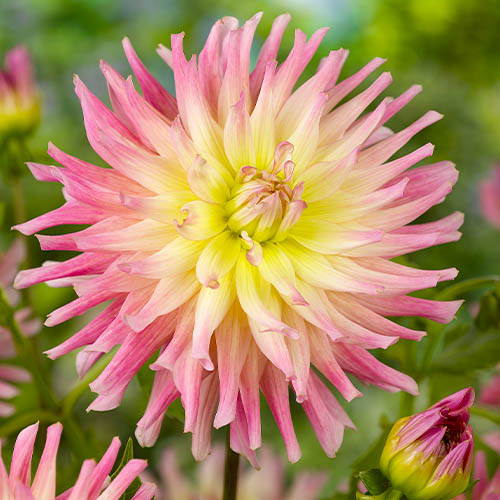 Dalia (Dahlia) Gipsy - for Sale Dalia (Dahlia) Gipsy