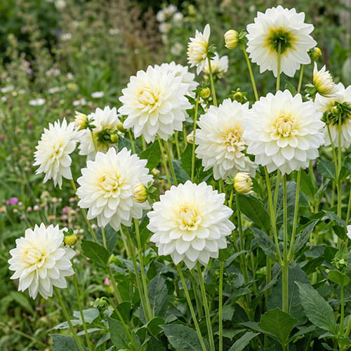 Dahlia Glossy Florentine - for Sale Dahlia Glossy Florentine