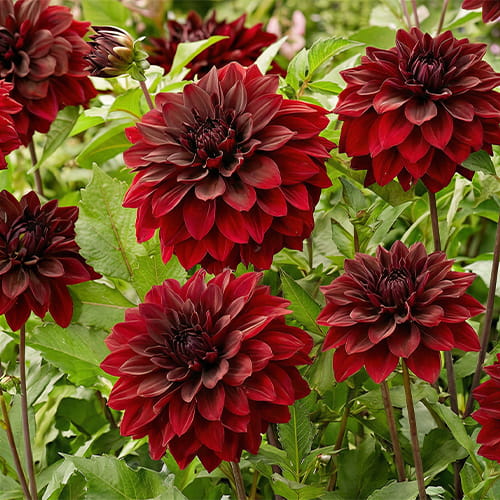 Dahlia Go Go Black - for Sale Dahlia Go Go Black