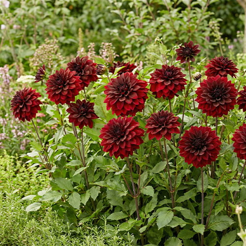 Dahlia Go Go Black - for Sale Dahlia Go Go Black