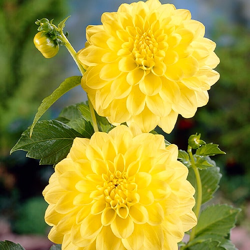 Dahlia Golden Emblem - for Sale Dahlia Golden Emblem