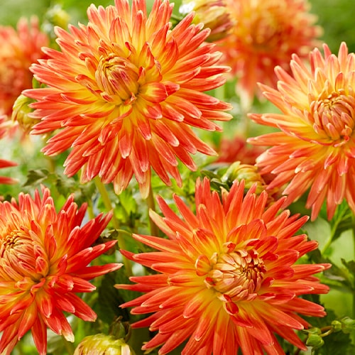 Dahlia Gudoshnik - for Sale Dahlia Gudoshnik
