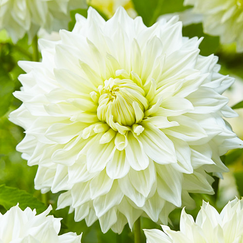 Dahlia Hakuyou - for Sale Dahlia Hakuyou