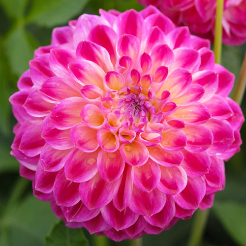 Dahlia Hapet Daydream - for Sale Dahlia Hapet Daydream