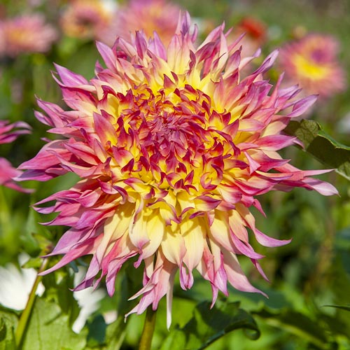 Dahlia Hapet Perfect - for Sale Dahlia Hapet Perfect