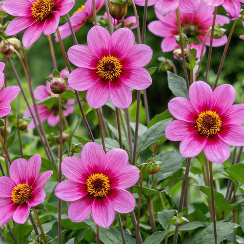Dahlia Happy Bee Collection (5 bulbs) - for Sale Dahlia Happy Bee Collection (5 bulbs)