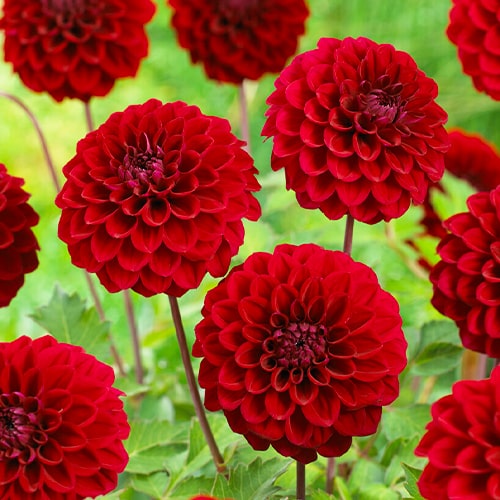 Dahlia Happy Jill - for Sale Dahlia Happy Jill