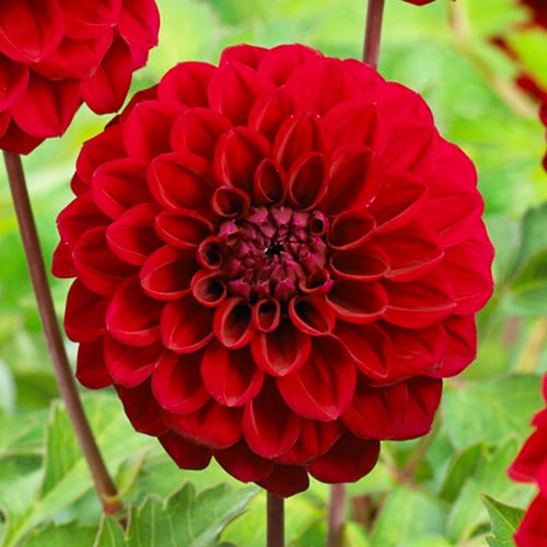 Dahlia Happy Jill - for Sale Dahlia Happy Jill
