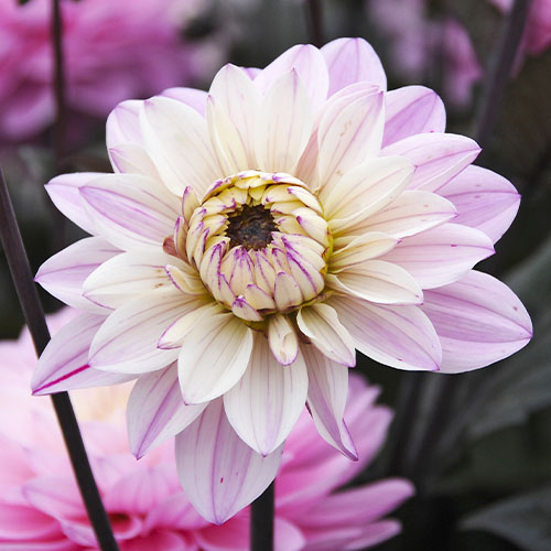 Dahlia Harmony - for Sale Dahlia Harmony