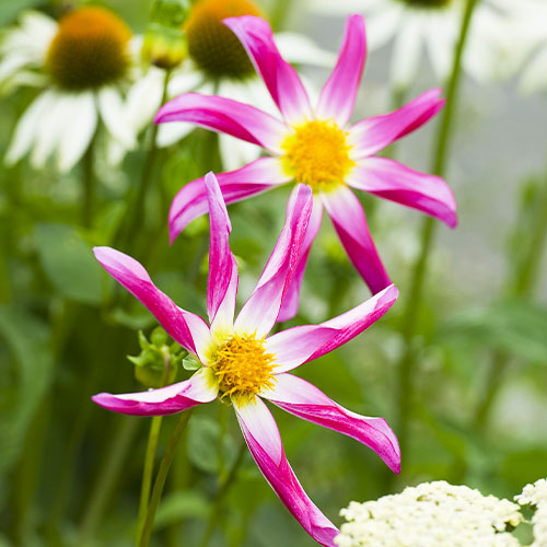 Dahlia Honka Pink - for Sale Dahlia Honka Pink