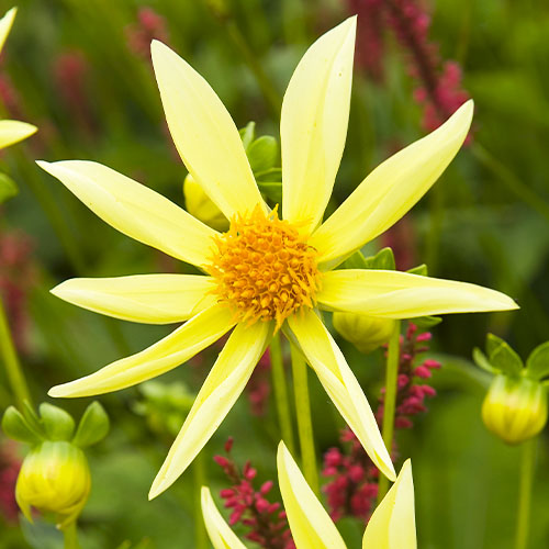 Dahlia Honka - for Sale Dahlia Honka