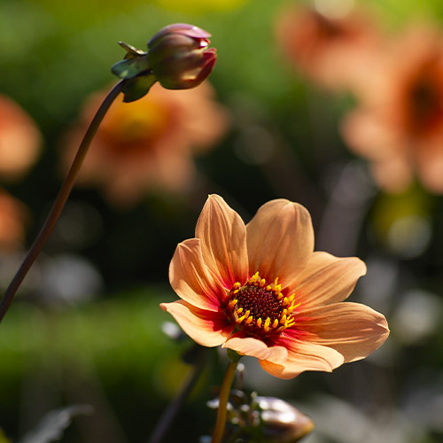 Dahlia HS Date - for Sale Dahlia HS Date