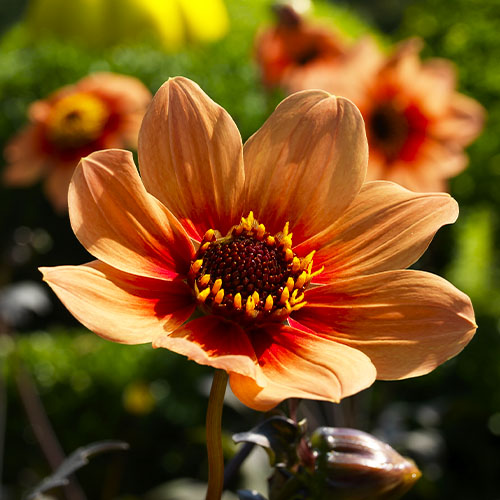 Dahlia HS Date - for Sale Dahlia HS Date