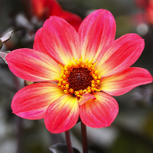 Dalia (Dahlia) HS Flame - for Sale Dalia (Dahlia) HS Flame