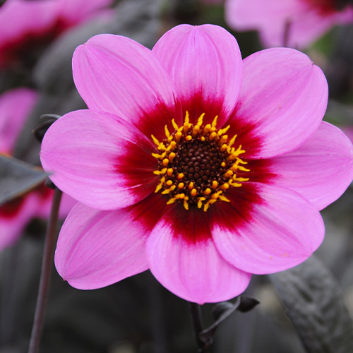 Dahlia HS Juliet - for Sale Dahlia HS Juliet