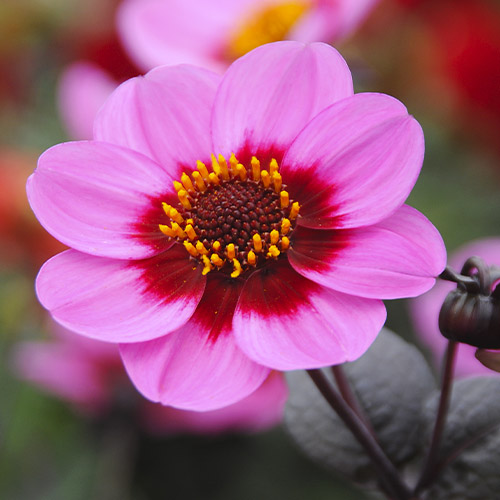 Dahlia HS Juliet - for Sale Dahlia HS Juliet