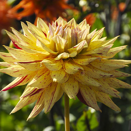 Dahlia Hy Pimento - for Sale Dahlia Hy Pimento