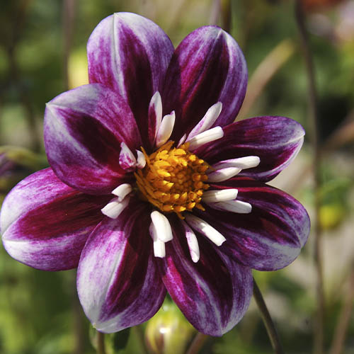 Dahlia Impression Fabula - for Sale Dahlia Impression Fabula