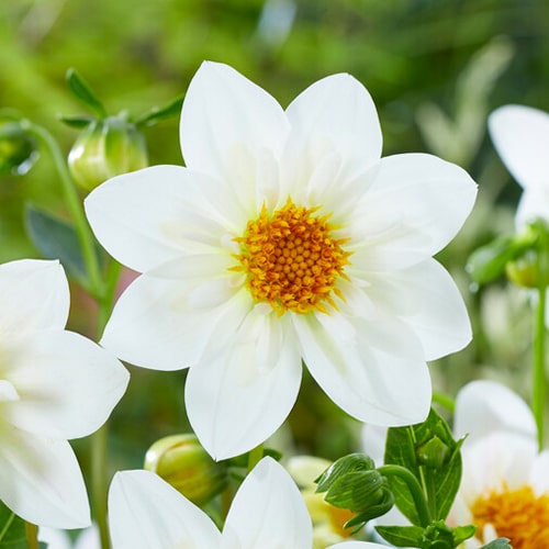 Dahlia Impression Flamenco - for Sale Dahlia Impression Flamenco