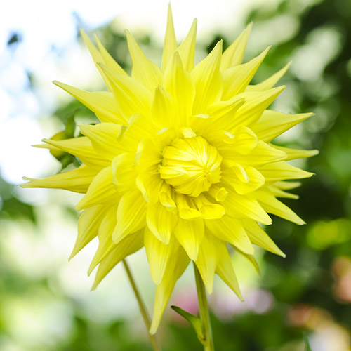 Dalia (Dahlia) Inland Dynasty - for Sale Dalia (Dahlia) Inland Dynasty