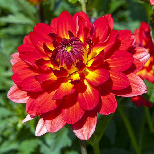 Dahlia Irene - for Sale Dahlia Irene