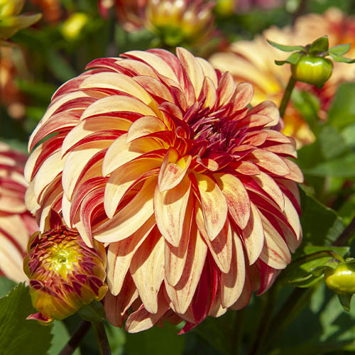 Dahlia Irish Pinwheel - for Sale Dahlia Irish Pinwheel