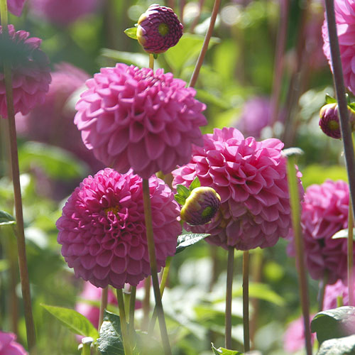 Dahlia Jan van Schaffelaar - for Sale Dahlia Jan van Schaffelaar