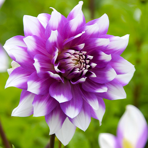Dahlia Jean Marie - for Sale Dahlia Jean Marie
