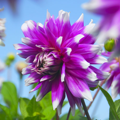 Dahlia Jean Marie - for Sale Dahlia Jean Marie