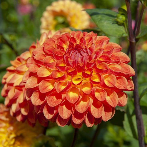 Dahlia Jowey Chantal - for Sale Dahlia Jowey Chantal