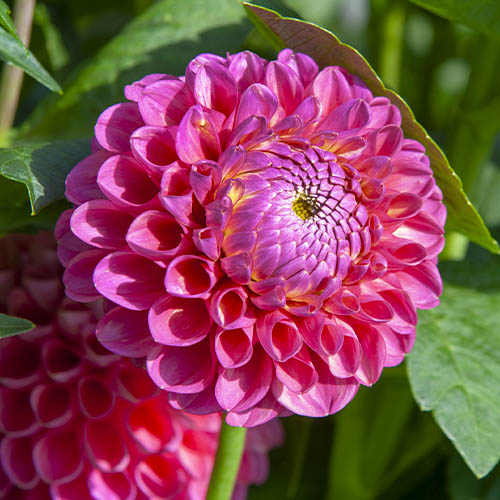 Dahlia Jowey Frambo - for Sale Dahlia Jowey Frambo