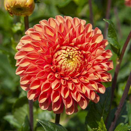 Dahlia Jowey Linda - for Sale Dahlia Jowey Linda
