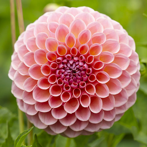 Dahlia Jowey Winnie - for Sale Dahlia Jowey Winnie