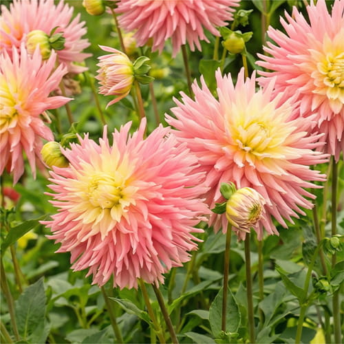 Dahlia Just Married - for Sale Dahlia Just Married