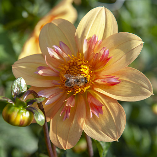 Dahlia Kelsey Annie Joy - for Sale Dahlia Kelsey Annie Joy